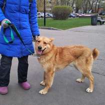 Солнечная красавица Перси, ласковая и умная собака в дар, в г.Москва