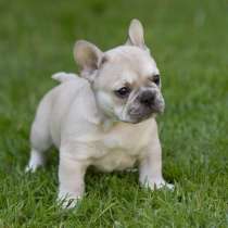 Французский бульдог Биробиджан, в Биробиджане