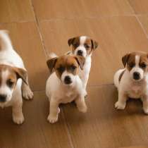 Щенки джек рассела, в Самаре