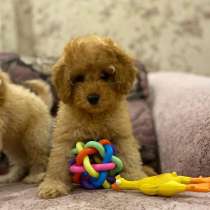 Щеночки пуделя, в Пензе