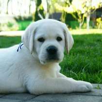 Лабрадор Якутск, в Якутске