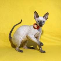 Котята корниш рекс, в Москве