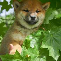 Сиба-ину, в Бийске