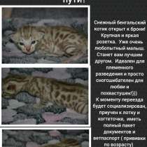 Котята для настоящих ценителей, в Москве
