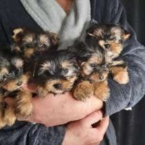 Щеночки йоркширского терьера, в Самаре