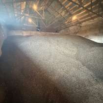 Подсолнечник, в Тамбове