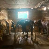 Коровы и бычки, в Черкесске