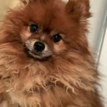 Вязка мальчик, 5 лет. Вязался были детки, пришлю если надо, в Москве