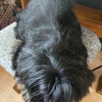 Йокшер, в Москве