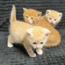 Отдам котят, в Москве