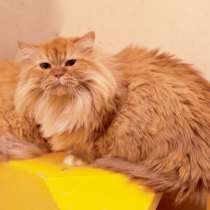 Варежка ищет любящую семью, в Москве