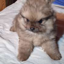 Шпиц мини, щенок девочка, в Москве