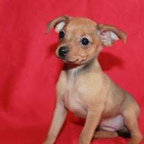 Той терьер Махачкале, в Махачкале