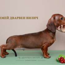 Для фанатов таксы-компаньона., в г.Минск