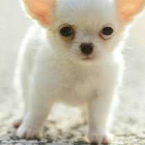 Чихуахуа Йошкорола, в Йошкар-Оле