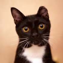 Котёнок Хейдон, в Москве