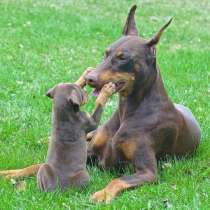 Доберман Благовещенске, в Благовещенске