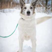 Умка ищет дом !, в Санкт-Петербурге