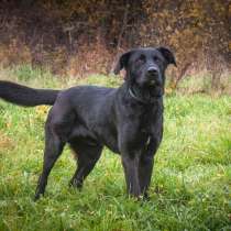 Молодой лабрадор Кент в дар, в Москве