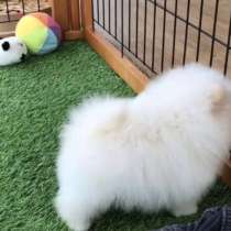 Щеночки Померанского Шпица, в Хабаровске