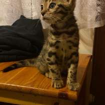 2 бенгальских котёнка, в Москве