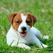 Джек расел Владикавказ, в Владикавказе