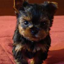 Йоркширский терьер Кемерово, в Кемерове