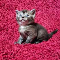 Продам шотландского котика, в г.Доброполье