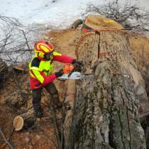 Удаление аварийных деревьев, в Москве