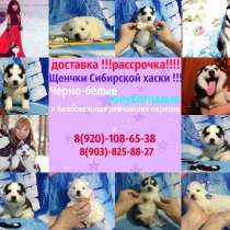 В продаже чудесные щенки хаски от заводчика, в Саранске