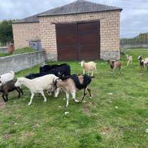 Продажа коз, в Баксане