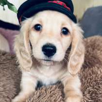 Такса миниатюрная длинношерстная, в Москве