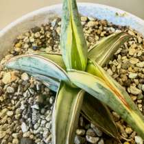 Сансевиериии, в Новокузнецке