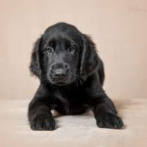 &laquo;Новогоднее чудо&raquo;, в Москве