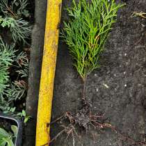 Саженцы туи. В зависимости от высоты стоимость от 100₽, в Нальчике