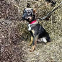 Ищут дом подросшие щенки, в Липецке