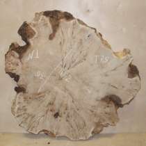 Продам слэбы поперечного капового тополя, Вл 8-10%, в Москве