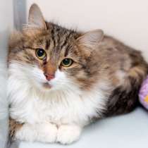 Робкая Глаша ждет чуткого хозяина, в Москве