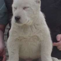 Алабай (среднеазиатская овчарка), чистокровные щенки, в Санкт-Петербурге