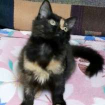 Котенок, в Москве