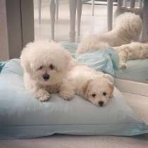 Бишон фризе Барнау, в Барнауле