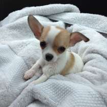 Чихуахуа Алтай, в Горно-Алтайске