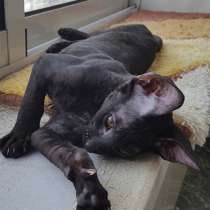 Корниш-рекс кудрявые котята, в Москве