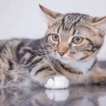 Красавец Мирон готов отправиться домой, в Москве