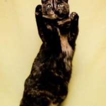 Отдам даром Марго, молодая кошечка, метис британки, в Москве