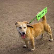 Собачка размером с корги ищет дом, в Санкт-Петербурге