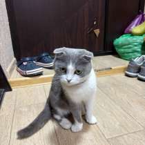 Молодая кошечка, в Одинцово