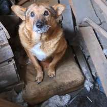 Маракас ищет дом: золотое сердце в преклонном возрасте, в Челябинске