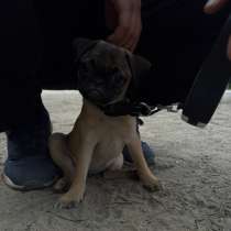 Смесь пти брабраснон+ мопс, в Череповце