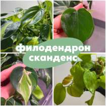 Филодендрон сканденс, в Батайске